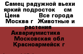 Самец радужной вьехи яркий подросток 15 см › Цена ­ 350 - Все города, Москва г. Животные и растения » Аквариумистика   . Московская обл.,Красноармейск г.